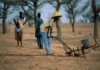 Manque d’eau grave à Ndoyene Peulh : Des agriculteurs morcellent leurs champs, des éleveurs poussés à la transhumance