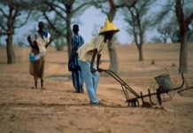 Manque d’eau grave à Ndoyene Peulh : Des agriculteurs morcellent leurs champs, des éleveurs poussés à la transhumance