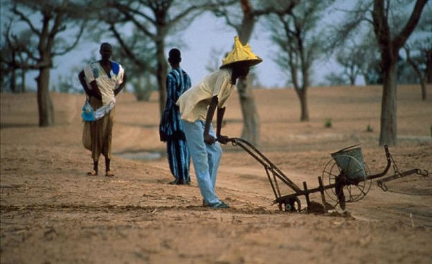 Manque d’eau grave à Ndoyene Peulh : Des agriculteurs morcellent leurs champs, des éleveurs poussés à la transhumance