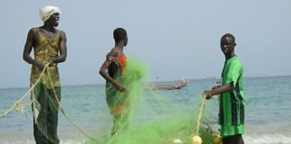 Licences de Pêche, Rareté du Poisson, Brèche de Saint;Louis...Les pêcheurs artisanaux râlent