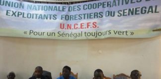 Tambacounda: Colère noire des exploitants forestiers contre le gouverneur
