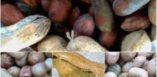 Le Bassin arachidier face aux conséquences annuelles d’une contamination : 62 milliards perdus du fait de l’aflatoxine