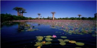 Biodiversité: «On traverse une sixième crise d'extinction des espèces»