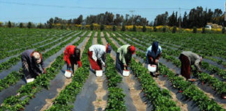 Production Maraichère : Les acteurs déplorent la hausse des intrants