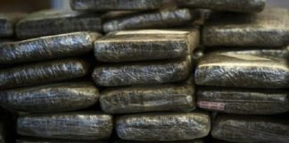 Pikine Tally Bou Bess: Un commerçant guinéen arrêté avec 250 kg de chanvre indien