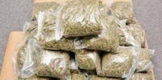 Trafic de drogue sur l’axe Diaobé – Bounkiling : Un soudeur métallique interpellé avec cinq boulettes de haschich et 70 kg de “yamba