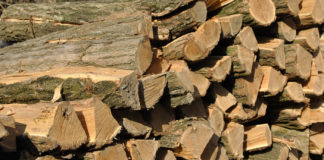 Lutte contre la coupe de bois : Les conseils de l’ex-patron du Forum civil de Kolda