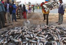 Rareté du poisson et hausse des prix : Un vrai poison d’avril pour les ménages !