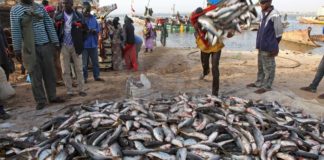 Rareté du poisson et hausse des prix : Un vrai poison d’avril pour les ménages !