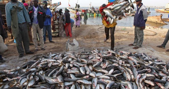 Rareté du poisson et hausse des prix : Un vrai poison d’avril pour les ménages !