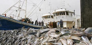 Adama Lam, président de la CNES: « On a donné des licences sur des segments de pêche qui n’existaient ni dans la loi ni dans le code des pêches»,