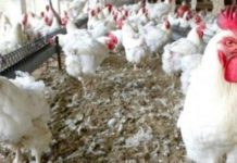 Korité : risque de pénurie de poulets à Diourbel