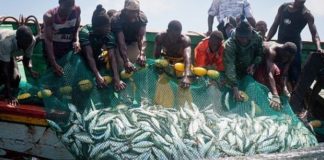 Transparence sur les licences de pêche: Greenpeace Afrique appelle le Sénégal à suivre l’exemple de la Mauritanie