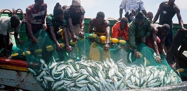 Transparence sur les licences de pêche: Greenpeace Afrique appelle le Sénégal à suivre l’exemple de la Mauritanie