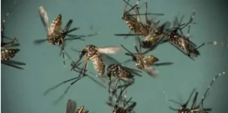 Phénomène hors saison: Dakar envahi pas les moustiques