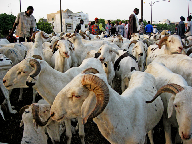 Tabaski de tous les dangers : Macky Sall ordonne un approvisionnement correct en moutons, à des prix accessibles