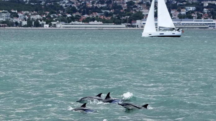 Pollution, surpêche, fonds marins... l'ONU au chevet des océans pour préserver leur avenir