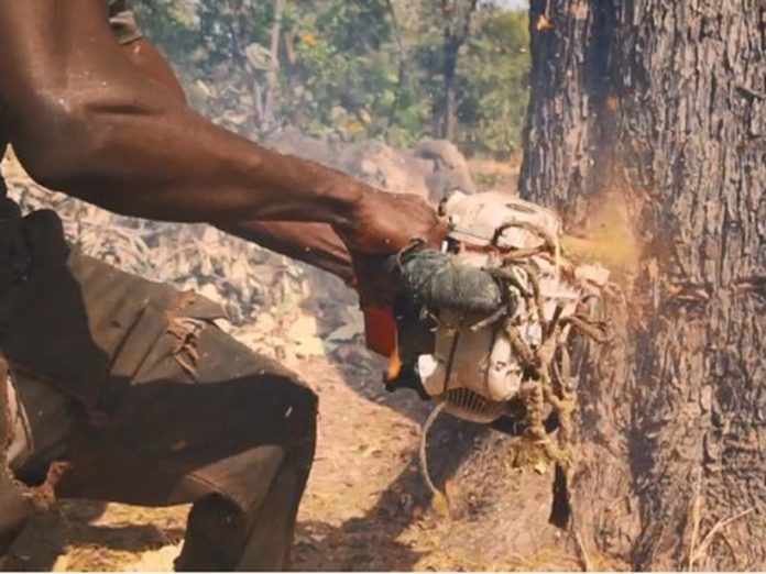 Pillage forêt classée de Mangaroungou: cinq exploitants forestiers placés sous mandat de dépôt