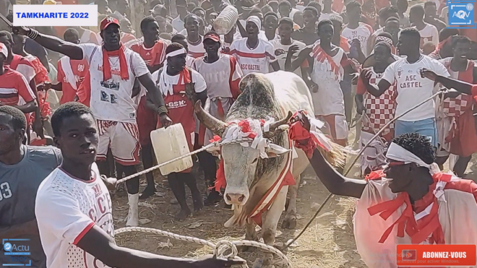 Retour sur images Tamkharite 2022 à Thiaroye Sur Mer de grand bœuf ne manquent pas au rendez-vous..