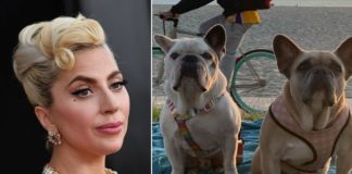 Six ans de prison pour un deuxième ravisseur des chiens de Lady Gaga