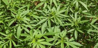 Le cannabis bientôt légalisé en Allemagne?