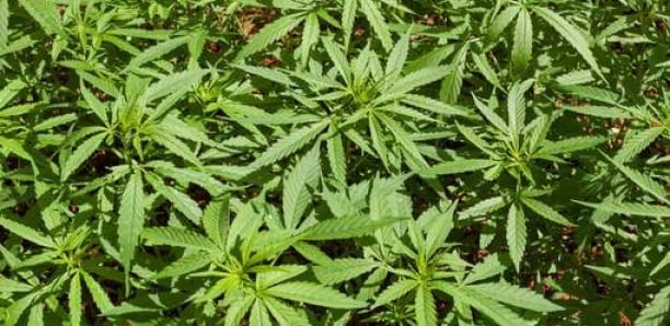 Le cannabis bientôt légalisé en Allemagne?