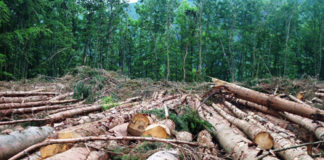 La Côte d’Ivoire et l’UE signent un accord sur la réglementation et le commerce forestier