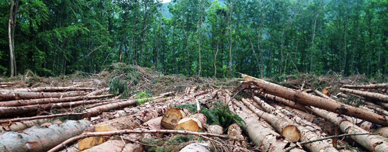 La Côte d’Ivoire et l’UE signent un accord sur la réglementation et le commerce forestier