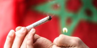 Maroc : La production et vente du yamba légalisée
