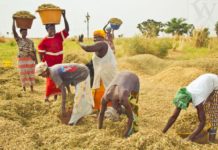 Dans le domaine de l’agriculture, le Sénégal dispose d’énormes potentialités, si l’on en croit Moustapha Lô, directeur général de DiamaTech/SA, qui trouve que l’ambition du pays ne doit plus être de satisfaire les populations, mais de développer l’export. Toutefois, il se désole du fait que les pertes post-récoltes qui sont estimées à 40% pourraient atteindre les 70 à 80% si l’on n’y prend garde. C’est pourquoi il propose de penser davantage à la formation. Un appel qui a été déjà entendu puisque le Centre de Perfectionnement Maraîcher (CPM) de Mboro vient de mettre sur le marché une première promotion de 60 jeunes, relate L'As. «L’ambition du Sénégal ne doit plus être de satisfaire les besoins des populations en termes de production agricole, mais de développer l’export». C’est l’avis exprimé par le directeur général de Diama Tech/SA, Moustapha Lô, à l’occasion de la cérémonie de remise d’attestations aux 60 sortants du Centre de Perfectionnement Maraîcher (CPM) de Mboro. A l’en croire, les potentialités du pays dans le domaine agricole dépassent largement les besoins en termes de consommation. Mais, se désole-t-il, «le pays enregistre des pertes post-récoltes estimées à 40% de sa production agricole. Et si l’on n’y prend garde, en ce qui concerne les moyens de stockage et de transformation à mettre en place, ce taux pourrait atteindre les 70 à 80%.Dans ces conditions, pourquoi produire plus encore ?». Il trouve important de miser davantage sur le volet industriel de ce projet qui prévoit 10 000 tonnes de stockage et des unités de transformation. Pour mettre l’accent sur la formation, indiquet-il, l’Etat a mis en place depuis 1972 le Centre de Perfectionnement Maraîcher (CPM) de Mboro, qui fait 164 ha avec tout le potentiel de formateurs et de support technique. L’espace étant sous-exploité, l’Etat a dû apporter de nouvelles orientations face au défi de l’emploi des jeunes. C’est dans ce cadre que le CPM a été mis à la disposition du directeur général de Diama Tech/SA, Moustapha Lô. «Depuis lors, les choses commencent à bouger, comme en atteste la première cohorte de 60 jeunes formés en horticulture et transformation agroalimentaire», se vante-t-il. Cette promotion est composée de 60 jeunes, mais l’objectif est d’aller jusqu’à 1 000 jeunes à former, à incuber et à insérer chaque année. Il souligne que l’objectif est de faire en sorte que les jeunes qui viennent de subir cette formation parviennent à atteindre les 50 à 60 tonnes de production à l’hectare. «Cela demande des connaissances et des moyens. L’originalité ici, ce n’est pas la formation, mais l’accompagnement pour l’insertion. Les jeunes sont accompagnés pour avoir les moyens de faire une agriculture moderne, avec l’application des connaissances nécessaires. Dans le cadre de l’accompagnement toujours, le lien n’est pas rompu après la formation, car il est mis en place un système de suivi digital, pour les besoins d’une formation permanente requise par l’agriculture moderne», assure-t-il. Dans le centre, 50 hectares sont dédiés à l’emploi des jeunes avec 4 jeunes par hectare au minimum. En plus, il y a des conventions avec d’autres structures comme l’Institut Sénégalais de Recherches Agricoles (Isra) qui dispose de fermes pouvant accueillir des jeunes. Dans le même temps, il existe un accord avec le Projet de Valorisation des eaux pour le développement des Chaînes de Valeurs (Provale -Cv), qui est l’un des maîtres d’ouvrage et qui envisage de financer à 100% les jeunes de cette première cohorte sous réserve qu’ils aient la terre nécessaire. En tout cas, les maires des communes de l’arrondissement de Méouane ont promis d’accompagner ces jeunes. Et l’autorité administrative a donné des garanties quant à la diligence sur les délibérations qui seront prises dans ce sens par les collectivités territoriales. Avec ce centre, souligne le maire de Mboro, Abdallah Tall, l’arrondissement de Méouane est dans les dispositions d’être un champ d’expérimentation vers l’autosuffisance alimentaire. La cérémonie a vu la participation des mairies des 4 communes de l’arrondissement de Méouane, des partenaires techniques et financiers, des experts, des organisations de jeunes à travers les Associations Sportives et Culturelles (ASC).