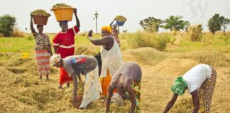 Dans le domaine de l’agriculture, le Sénégal dispose d’énormes potentialités, si l’on en croit Moustapha Lô, directeur général de DiamaTech/SA, qui trouve que l’ambition du pays ne doit plus être de satisfaire les populations, mais de développer l’export. Toutefois, il se désole du fait que les pertes post-récoltes qui sont estimées à 40% pourraient atteindre les 70 à 80% si l’on n’y prend garde. C’est pourquoi il propose de penser davantage à la formation. Un appel qui a été déjà entendu puisque le Centre de Perfectionnement Maraîcher (CPM) de Mboro vient de mettre sur le marché une première promotion de 60 jeunes, relate L'As. «L’ambition du Sénégal ne doit plus être de satisfaire les besoins des populations en termes de production agricole, mais de développer l’export». C’est l’avis exprimé par le directeur général de Diama Tech/SA, Moustapha Lô, à l’occasion de la cérémonie de remise d’attestations aux 60 sortants du Centre de Perfectionnement Maraîcher (CPM) de Mboro. A l’en croire, les potentialités du pays dans le domaine agricole dépassent largement les besoins en termes de consommation. Mais, se désole-t-il, «le pays enregistre des pertes post-récoltes estimées à 40% de sa production agricole. Et si l’on n’y prend garde, en ce qui concerne les moyens de stockage et de transformation à mettre en place, ce taux pourrait atteindre les 70 à 80%.Dans ces conditions, pourquoi produire plus encore ?». Il trouve important de miser davantage sur le volet industriel de ce projet qui prévoit 10 000 tonnes de stockage et des unités de transformation. Pour mettre l’accent sur la formation, indiquet-il, l’Etat a mis en place depuis 1972 le Centre de Perfectionnement Maraîcher (CPM) de Mboro, qui fait 164 ha avec tout le potentiel de formateurs et de support technique. L’espace étant sous-exploité, l’Etat a dû apporter de nouvelles orientations face au défi de l’emploi des jeunes. C’est dans ce cadre que le CPM a été mis à la disposition du directeur général de Diama Tech/SA, Moustapha Lô. «Depuis lors, les choses commencent à bouger, comme en atteste la première cohorte de 60 jeunes formés en horticulture et transformation agroalimentaire», se vante-t-il. Cette promotion est composée de 60 jeunes, mais l’objectif est d’aller jusqu’à 1 000 jeunes à former, à incuber et à insérer chaque année. Il souligne que l’objectif est de faire en sorte que les jeunes qui viennent de subir cette formation parviennent à atteindre les 50 à 60 tonnes de production à l’hectare. «Cela demande des connaissances et des moyens. L’originalité ici, ce n’est pas la formation, mais l’accompagnement pour l’insertion. Les jeunes sont accompagnés pour avoir les moyens de faire une agriculture moderne, avec l’application des connaissances nécessaires. Dans le cadre de l’accompagnement toujours, le lien n’est pas rompu après la formation, car il est mis en place un système de suivi digital, pour les besoins d’une formation permanente requise par l’agriculture moderne», assure-t-il. Dans le centre, 50 hectares sont dédiés à l’emploi des jeunes avec 4 jeunes par hectare au minimum. En plus, il y a des conventions avec d’autres structures comme l’Institut Sénégalais de Recherches Agricoles (Isra) qui dispose de fermes pouvant accueillir des jeunes. Dans le même temps, il existe un accord avec le Projet de Valorisation des eaux pour le développement des Chaînes de Valeurs (Provale -Cv), qui est l’un des maîtres d’ouvrage et qui envisage de financer à 100% les jeunes de cette première cohorte sous réserve qu’ils aient la terre nécessaire. En tout cas, les maires des communes de l’arrondissement de Méouane ont promis d’accompagner ces jeunes. Et l’autorité administrative a donné des garanties quant à la diligence sur les délibérations qui seront prises dans ce sens par les collectivités territoriales. Avec ce centre, souligne le maire de Mboro, Abdallah Tall, l’arrondissement de Méouane est dans les dispositions d’être un champ d’expérimentation vers l’autosuffisance alimentaire. La cérémonie a vu la participation des mairies des 4 communes de l’arrondissement de Méouane, des partenaires techniques et financiers, des experts, des organisations de jeunes à travers les Associations Sportives et Culturelles (ASC).