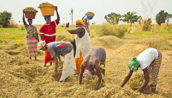 Dans le domaine de l’agriculture, le Sénégal dispose d’énormes potentialités, si l’on en croit Moustapha Lô, directeur général de DiamaTech/SA, qui trouve que l’ambition du pays ne doit plus être de satisfaire les populations, mais de développer l’export. Toutefois, il se désole du fait que les pertes post-récoltes qui sont estimées à 40% pourraient atteindre les 70 à 80% si l’on n’y prend garde. C’est pourquoi il propose de penser davantage à la formation. Un appel qui a été déjà entendu puisque le Centre de Perfectionnement Maraîcher (CPM) de Mboro vient de mettre sur le marché une première promotion de 60 jeunes, relate L'As. «L’ambition du Sénégal ne doit plus être de satisfaire les besoins des populations en termes de production agricole, mais de développer l’export». C’est l’avis exprimé par le directeur général de Diama Tech/SA, Moustapha Lô, à l’occasion de la cérémonie de remise d’attestations aux 60 sortants du Centre de Perfectionnement Maraîcher (CPM) de Mboro. A l’en croire, les potentialités du pays dans le domaine agricole dépassent largement les besoins en termes de consommation. Mais, se désole-t-il, «le pays enregistre des pertes post-récoltes estimées à 40% de sa production agricole. Et si l’on n’y prend garde, en ce qui concerne les moyens de stockage et de transformation à mettre en place, ce taux pourrait atteindre les 70 à 80%.Dans ces conditions, pourquoi produire plus encore ?». Il trouve important de miser davantage sur le volet industriel de ce projet qui prévoit 10 000 tonnes de stockage et des unités de transformation. Pour mettre l’accent sur la formation, indiquet-il, l’Etat a mis en place depuis 1972 le Centre de Perfectionnement Maraîcher (CPM) de Mboro, qui fait 164 ha avec tout le potentiel de formateurs et de support technique. L’espace étant sous-exploité, l’Etat a dû apporter de nouvelles orientations face au défi de l’emploi des jeunes. C’est dans ce cadre que le CPM a été mis à la disposition du directeur général de Diama Tech/SA, Moustapha Lô. «Depuis lors, les choses commencent à bouger, comme en atteste la première cohorte de 60 jeunes formés en horticulture et transformation agroalimentaire», se vante-t-il. Cette promotion est composée de 60 jeunes, mais l’objectif est d’aller jusqu’à 1 000 jeunes à former, à incuber et à insérer chaque année. Il souligne que l’objectif est de faire en sorte que les jeunes qui viennent de subir cette formation parviennent à atteindre les 50 à 60 tonnes de production à l’hectare. «Cela demande des connaissances et des moyens. L’originalité ici, ce n’est pas la formation, mais l’accompagnement pour l’insertion. Les jeunes sont accompagnés pour avoir les moyens de faire une agriculture moderne, avec l’application des connaissances nécessaires. Dans le cadre de l’accompagnement toujours, le lien n’est pas rompu après la formation, car il est mis en place un système de suivi digital, pour les besoins d’une formation permanente requise par l’agriculture moderne», assure-t-il. Dans le centre, 50 hectares sont dédiés à l’emploi des jeunes avec 4 jeunes par hectare au minimum. En plus, il y a des conventions avec d’autres structures comme l’Institut Sénégalais de Recherches Agricoles (Isra) qui dispose de fermes pouvant accueillir des jeunes. Dans le même temps, il existe un accord avec le Projet de Valorisation des eaux pour le développement des Chaînes de Valeurs (Provale -Cv), qui est l’un des maîtres d’ouvrage et qui envisage de financer à 100% les jeunes de cette première cohorte sous réserve qu’ils aient la terre nécessaire. En tout cas, les maires des communes de l’arrondissement de Méouane ont promis d’accompagner ces jeunes. Et l’autorité administrative a donné des garanties quant à la diligence sur les délibérations qui seront prises dans ce sens par les collectivités territoriales. Avec ce centre, souligne le maire de Mboro, Abdallah Tall, l’arrondissement de Méouane est dans les dispositions d’être un champ d’expérimentation vers l’autosuffisance alimentaire. La cérémonie a vu la participation des mairies des 4 communes de l’arrondissement de Méouane, des partenaires techniques et financiers, des experts, des organisations de jeunes à travers les Associations Sportives et Culturelles (ASC).